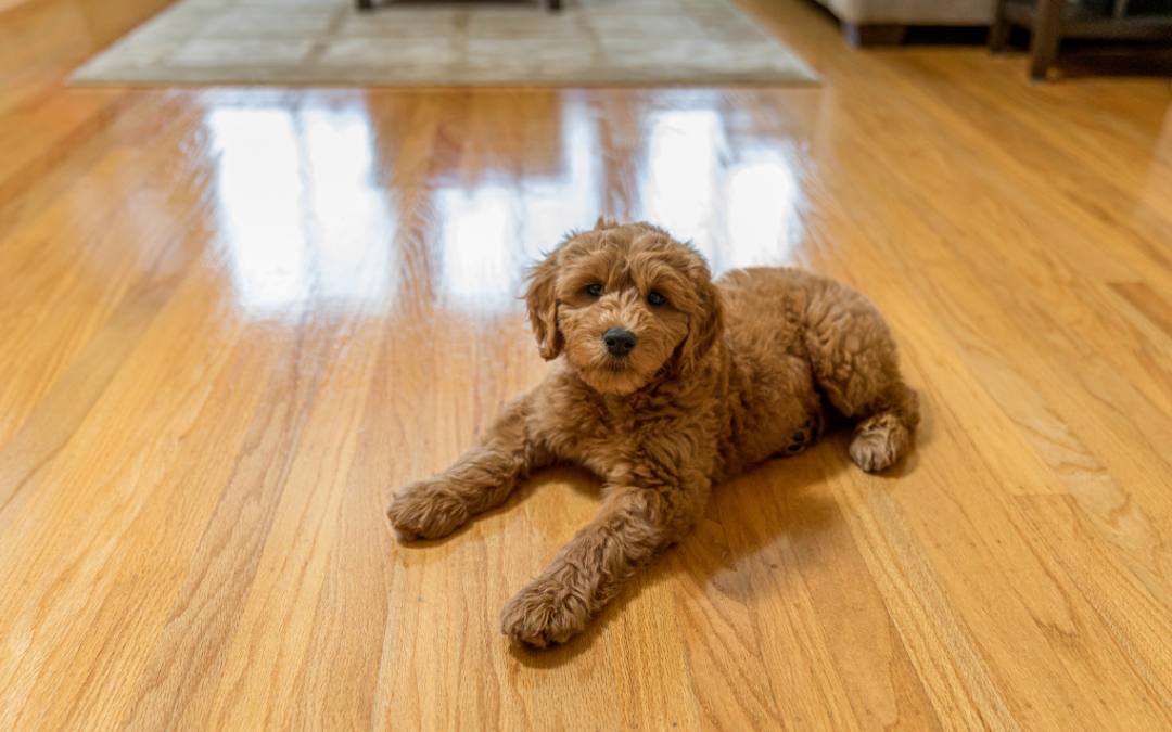 How To Protect Hardwood Floors From Dog Scratches