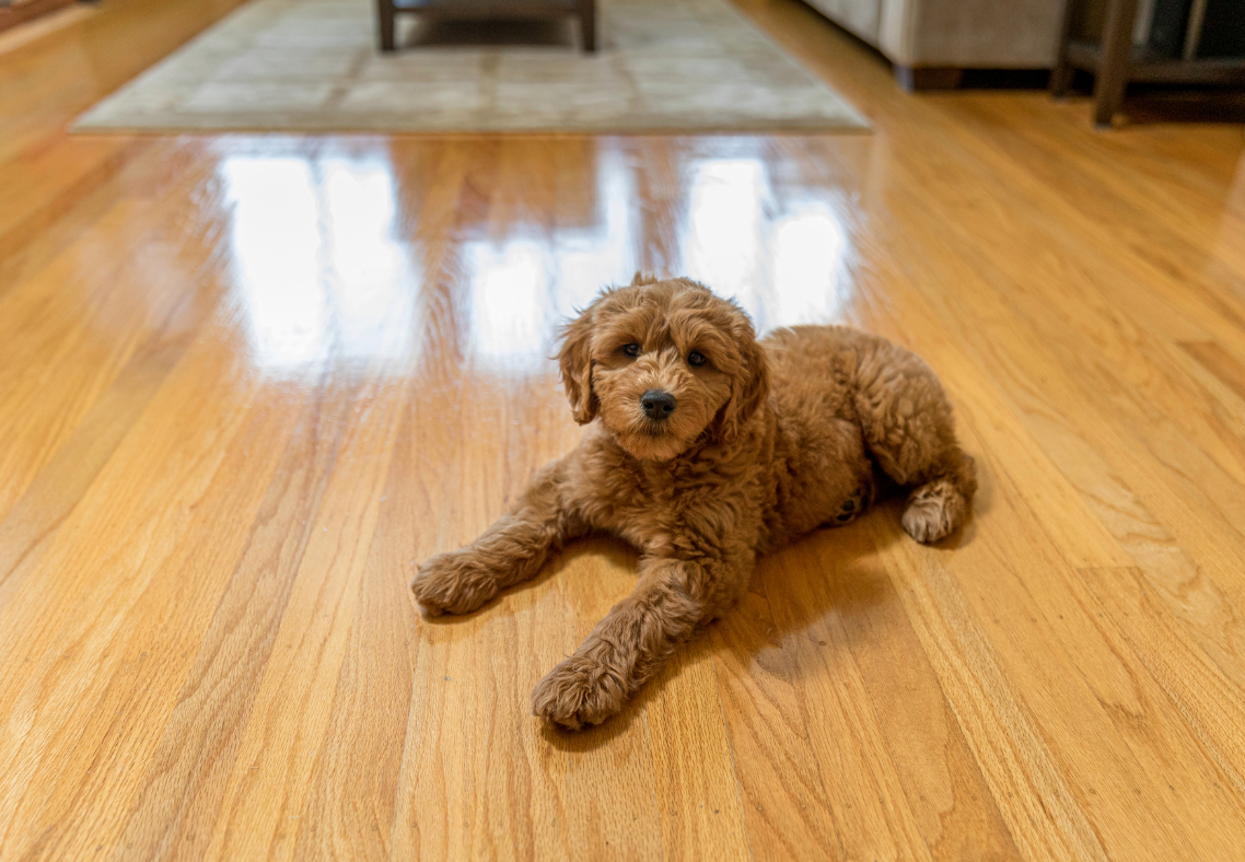 How To Protect Hardwood Floors From Dog Scratches
