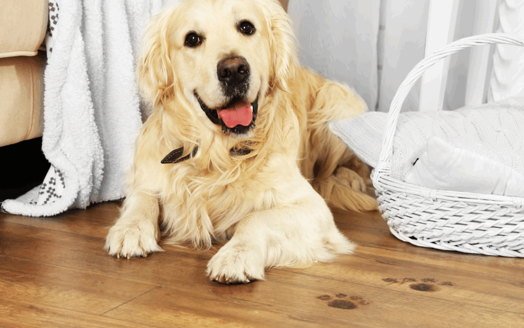 How to Get Rid of Dog Scratches on Hardwood Floors in Maryland