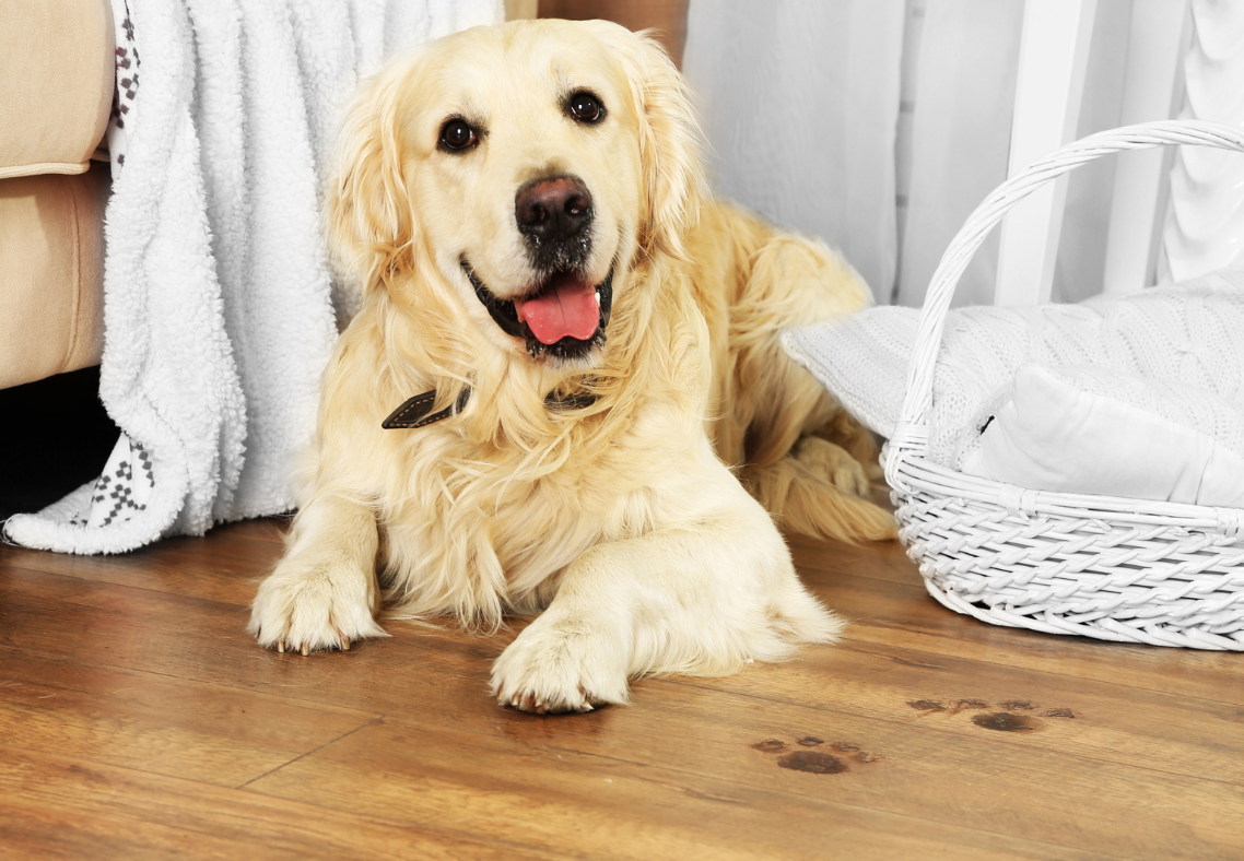 How to Get Rid of Dog Scratches on Hardwood Floors in Maryland
